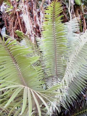Encephalartos paucidentatus young leaves
