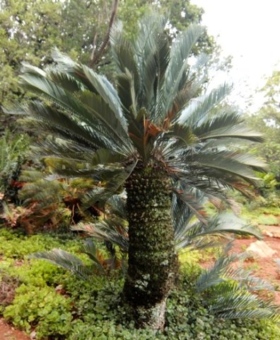 Encephalartos princeps, mature and dignified 