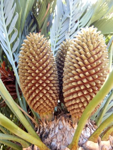 Encephalartos princeps seed cones