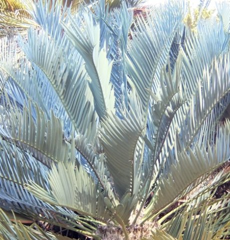 Encephalartos princeps leaves