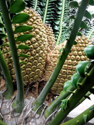 Encephalartos transvenosus young female cones