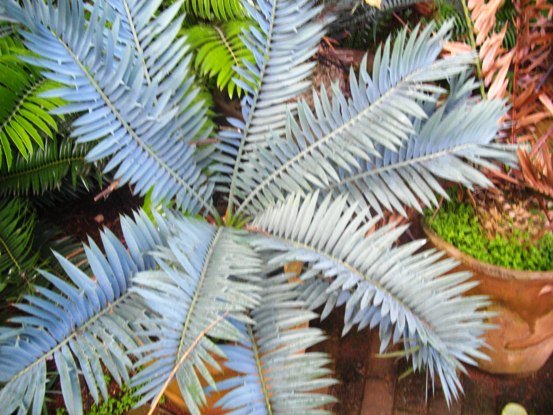 Encephalartos trispinosus