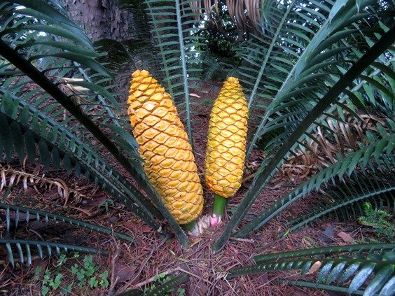 Encephalartos villosus female cones, shiny leaves
