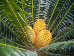 Encephalartos transvenosus female cones