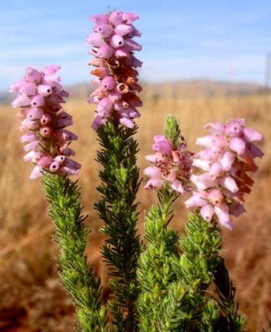 Erica alopecurus