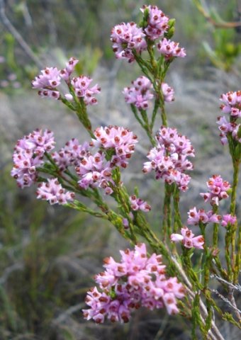 Erica articularis var. articularis