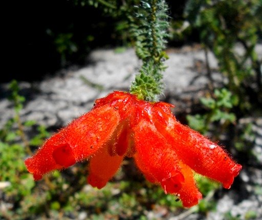 Erica cerinthoides bright colouring