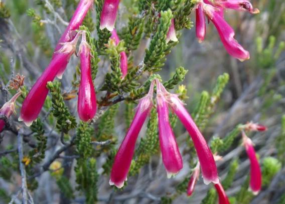 Erica discolor shiny and pink-purple