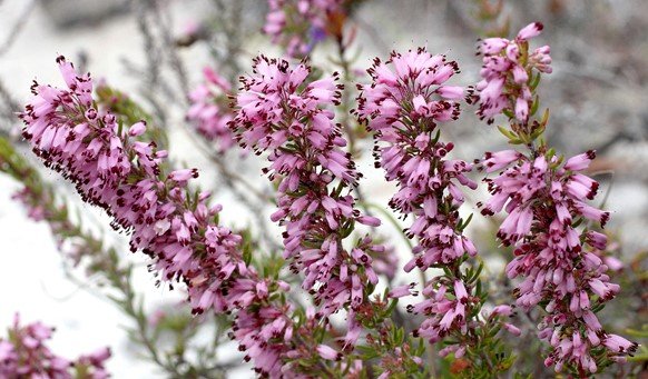 Erica nudiflora