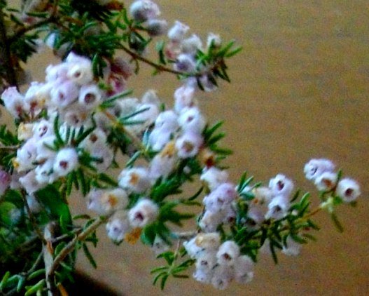 Erica parviflora