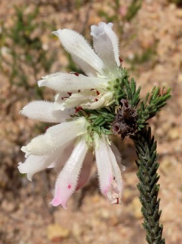 Erica pectinifolia flowers