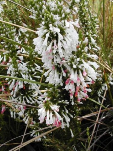 Erica perspicua