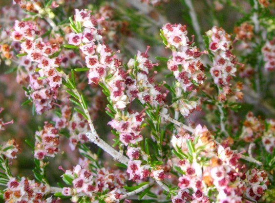 Erica sparsa flowers