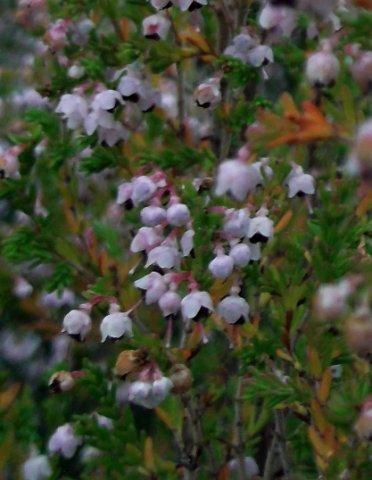 Erica sparsa pale flowers