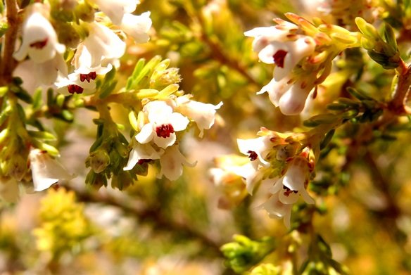 Erica subdivaricata flowers