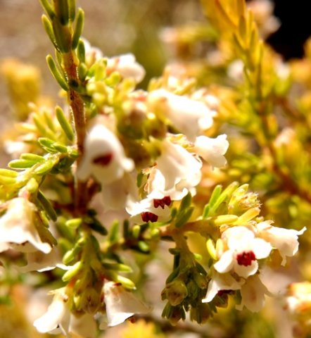 Erica subdivaricata