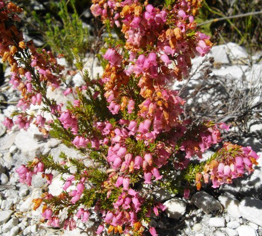Erica tenella many tiny urn-shaped flowers