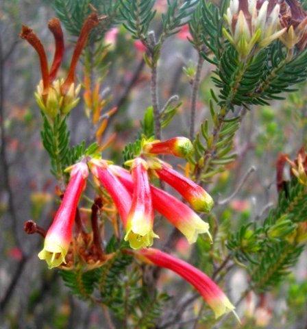 Erica versicolor shiny and bicoloured