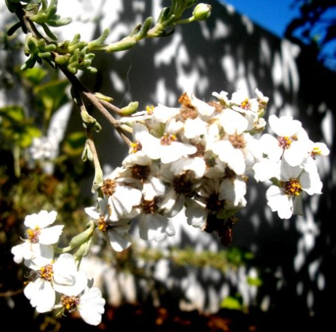 Eriocephalus africanus in bloom