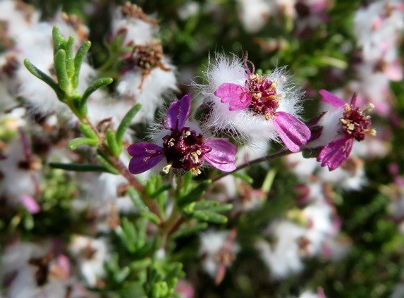 Eriocephalus purpureus flowerheads