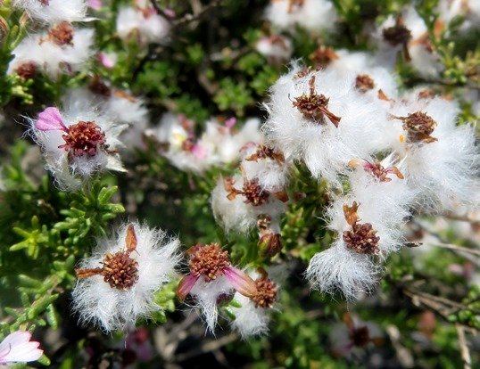 Eriocephalus purpureus fruiting