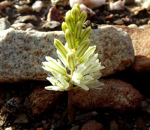 Eriospermum paradoxum bloomtime