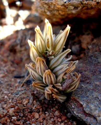 Eriospermum paradoxum