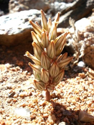 Eriospermum paradoxum flowers