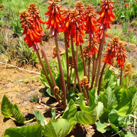 Erythrina zeyheri small leaves and tall flower stalks