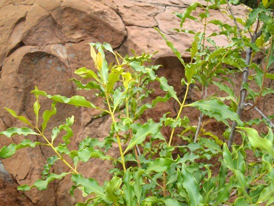 Euclea divinorum young leaves