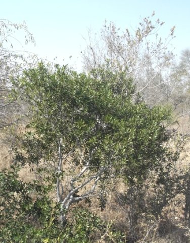 Euclea natalensis subsp. angustifolia