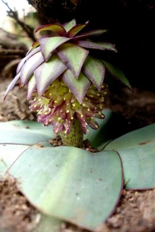 Eucomis schijffii crown or coma