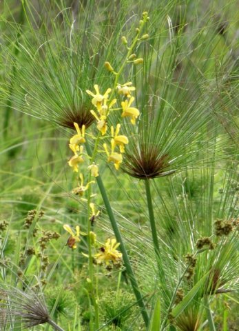 Eulophia angolensis inflorescence