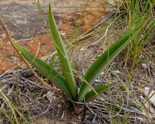 Eulophia clitellifera leaves