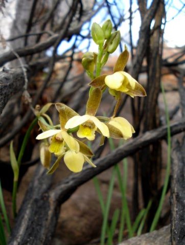 Eulophia coddii inflorescence