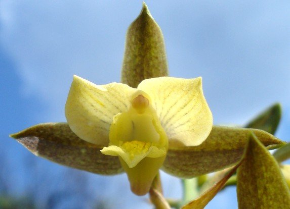 Eulophia coddii flower showing spur