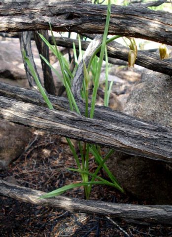 Eulophia coddii leaves