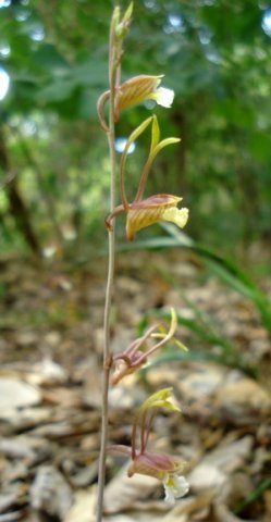 Eulophia longisepala