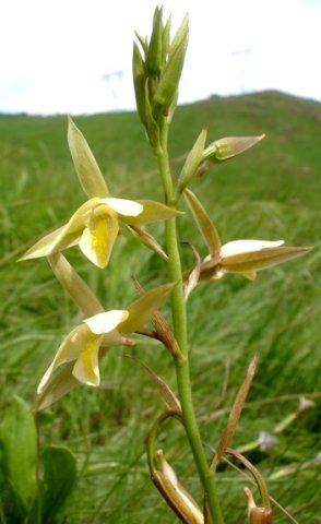Eulophia ovalis var. bainesii inflorescence