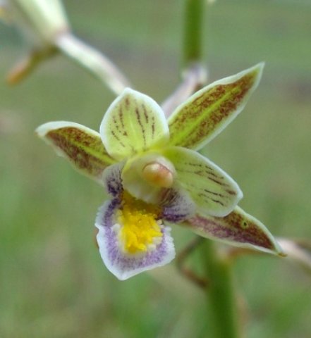 Eulophia hians var. nutans