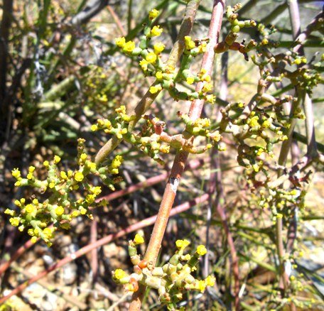 Euphorbia tenax cyathia in summer