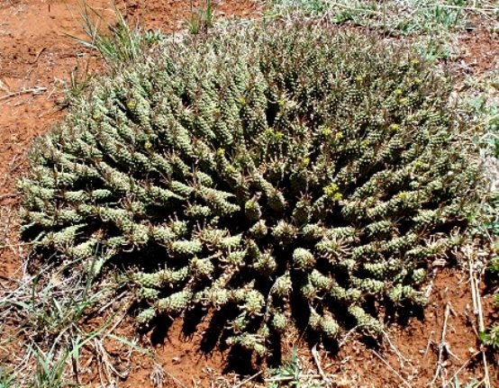 Euphorbia davyi many stems forming a dome