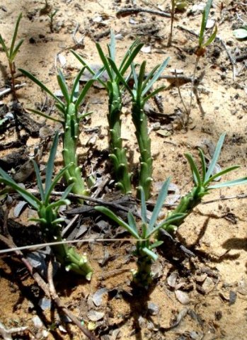 Euphorbia duseimata leaves