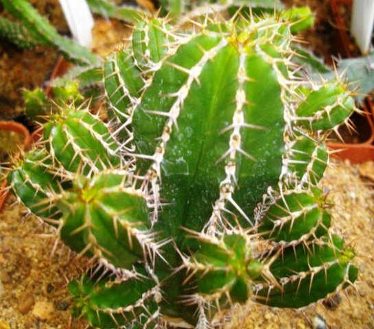 Euphorbia echinus
