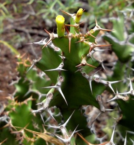 Euphorbia enormis cyathia and spines