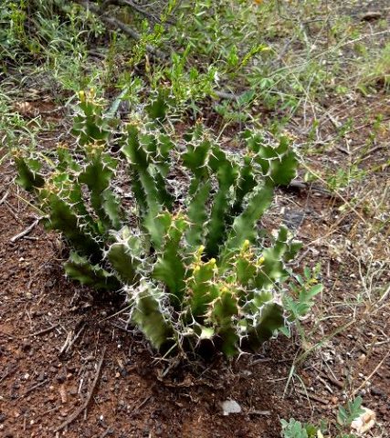 Euphorbia enormis