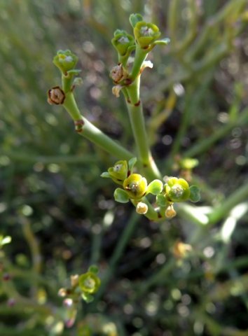 Euphorbia ephedroides false flowers