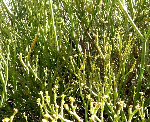 Euphorbia ephedroides