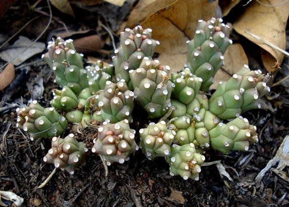 Euphorbia maleolens splitting crowns