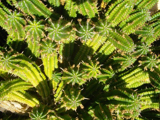 Euphorbia mammillaris